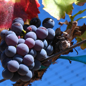 Grappe de Grenache Noir.