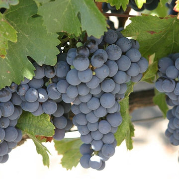 Grappe de Malbec.