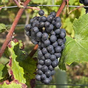 Grappe de Pinot Noir.