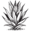 types d'agaves