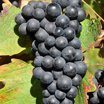 Grappe de Barbera.