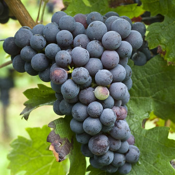 Grappe de Cabernet Franc.