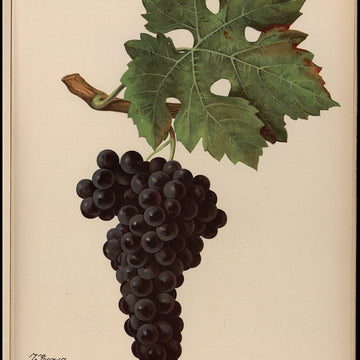 Grappe de Cabernet Sauvignon.