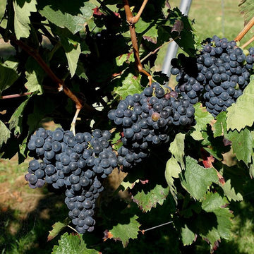 Grappe de Carignan.