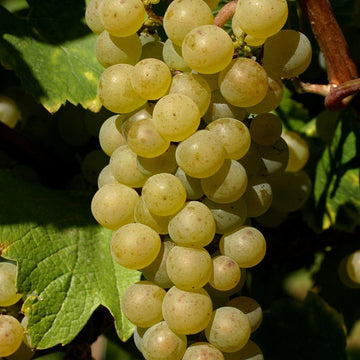 Grappe de Chardonnay.