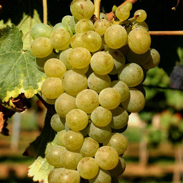 Grappe de Chenin.