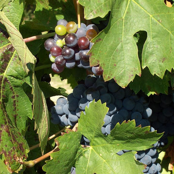 Grappe de Cinsault.