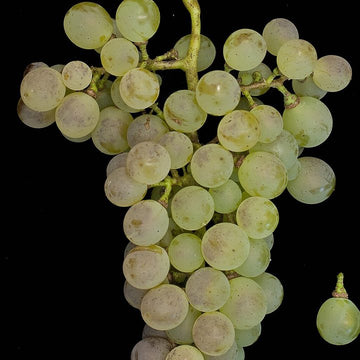 Grappe de Colombard.