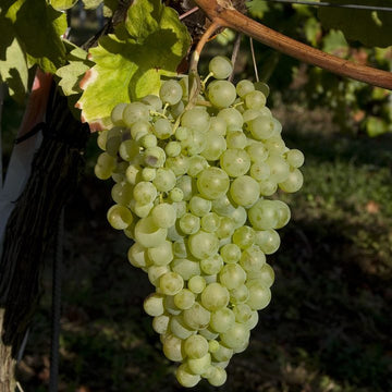 Grappe de Glera.