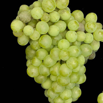 Grappe de Macabeu.