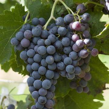 Grappe de Merlot.