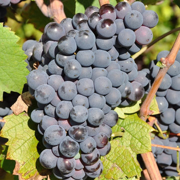 Grappe de Mourvèdre.
