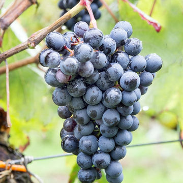 Grappe de Petit Verdot.