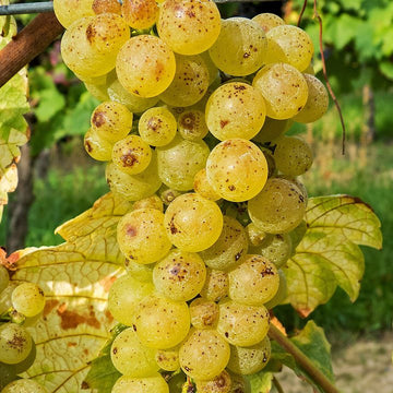 Grappe de Pinot Blanc.