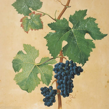 Grappe de Pinot Meunier.