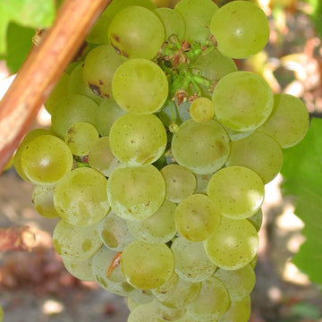 Grappe de Sauvignon Blanc.