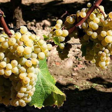 Grappe de Sémillon.