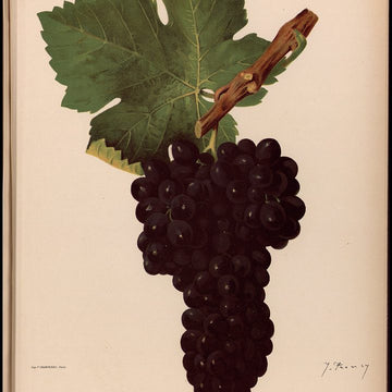 Grappe de Syrah.