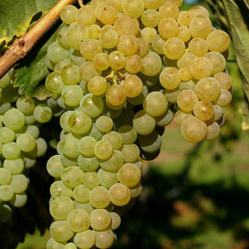 Grappe de Ugni Blanc.
